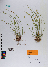  ( - 090_004)  @11 [ ] CreativeCommons - Attribution Non-Commercial Share-Alike (2019) Kostrzyca Forest Gene Bank Kostrzyca Forest Gene Bank
