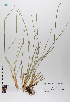  ( - 094_002D)  @11 [ ] CreativeCommons - Attribution Non-Commercial Share-Alike (2019) Kostrzyca Forest Gene Bank Kostrzyca Forest Gene Bank