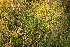  ( - 095_002)  @11 [ ] CreativeCommons - Attribution Non-Commercial Share-Alike (2019) Kostrzyca Forest Gene Bank Kostrzyca Forest Gene Bank