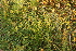  ( - 095_003)  @11 [ ] CreativeCommons - Attribution Non-Commercial Share-Alike (2019) Kostrzyca Forest Gene Bank Kostrzyca Forest Gene Bank