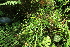  ( - 099_001)  @11 [ ] CreativeCommons - Attribution Non-Commercial Share-Alike (2019) Kostrzyca Forest Gene Bank Kostrzyca Forest Gene Bank