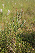  ( - 103_001)  @11 [ ] CreativeCommons - Attribution Non-Commercial Share-Alike (2019) Kostrzyca Forest Gene Bank Kostrzyca Forest Gene Bank