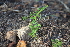  ( - 105_001)  @11 [ ] CreativeCommons - Attribution Non-Commercial Share-Alike (2019) Kostrzyca Forest Gene Bank Kostrzyca Forest Gene Bank