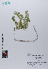  ( - 105_001)  @11 [ ] CreativeCommons - Attribution Non-Commercial Share-Alike (2019) Kostrzyca Forest Gene Bank Kostrzyca Forest Gene Bank