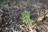  ( - 105_002)  @11 [ ] CreativeCommons - Attribution Non-Commercial Share-Alike (2019) Kostrzyca Forest Gene Bank Kostrzyca Forest Gene Bank