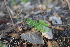  ( - 105_003)  @11 [ ] CreativeCommons - Attribution Non-Commercial Share-Alike (2019) Kostrzyca Forest Gene Bank Kostrzyca Forest Gene Bank