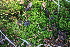  (Sphagnum girgensohnii - 009_004)  @11 [ ] CreativeCommons - Attribution Non-Commercial Share-Alike (2019) Kostrzyca Forest Gene Bank Kostrzyca Forest Gene Bank