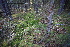  (Sphagnum magellanicum - 010_002)  @11 [ ] CreativeCommons - Attribution Non-Commercial Share-Alike (2019) Kostrzyca Forest Gene Bank Kostrzyca Forest Gene Bank