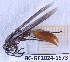  (Apoica albimacula - BC-GF2024-1573)  @11 [ ] Creative Commons (2024) rodolphe rougerie Museum national d'histoire naturelle