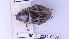  (Cyclocephala kuntzeniana - BC-GF2024-0302)  @11 [ ] Creative Commons (2024) rodolphe rougerie Museum national d'histoire naturelle