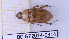  (Mimeoma maculata - BC-GF2024-0314)  @11 [ ] Creative Commons (2024) rodolphe rougerie Museum national d'histoire naturelle