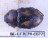  (Cyclocephala picipes - BC-GF2024-0672)  @11 [ ] Creative Commons (2024) rodolphe rougerie Museum national d'histoire naturelle