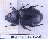  (Cyclocephala ergastuli - BC-GF2024-0673)  @11 [ ] Creative Commons (2024) rodolphe rougerie Museum national d'histoire naturelle