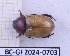  (Cyclocephala bicolor - BC-GF2024-0703)  @11 [ ] Creative Commons (2024) rodolphe rougerie Museum national d'histoire naturelle