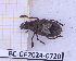  (Euparius sellatus - BC-GF2024-0720)  @11 [ ] Creative Commons (2024) rodolphe rougerie Museum national d'histoire naturelle