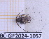  (Hyperplatys dissimilis - BC-GF2024-1057)  @11 [ ] Creative Commons (2024) rodolphe rougerie Museum national d'histoire naturelle