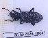  (Phymatestes spathifer - BC-GF2024-1064)  @11 [ ] Creative Commons (2024) rodolphe rougerie Museum national d'histoire naturelle