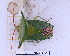  (Edessa guyanensis - BC-GF2024-1125)  @11 [ ] Creative Commons (2024) rodolphe rougerie Museum national d'histoire naturelle