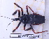  (Apiomerus lituratus - BC-GF2024-1656)  @11 [ ] Creative Commons (2024) rodolphe rougerie Museum national d'histoire naturelle