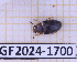  (Mycotretus lacertosus - BC-GF2024-1700)  @11 [ ] Creative Commons (2024) rodolphe rougerie Museum national d'histoire naturelle