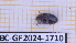  (Mycotretus - BC-GF2024-1710)  @11 [ ] Creative Commons (2024) rodolphe rougerie Museum national d'histoire naturelle