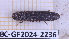  (Lacon linearis - BC-GF2024-2236)  @11 [ ] Creative Commons (2024) rodolphe rougerie Museum national d'histoire naturelle