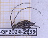  (Sporetus - BC-GF2024-2239)  @11 [ ] Creative Commons (2024) rodolphe rougerie Museum national d'histoire naturelle