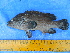  ( - CIFE-SIKKA-CF8)  @13 [ ] Copyright (2013) Dhaval C. Bamaniya Central Institute of Fisheries Education
