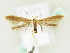  ( - BC ZSM Lep 61813)  @11 [ ] CreativeCommons - Attribution Non-Commercial Share-Alike (2015) Unspecified SNSB, Zoologische Staatssammlung Muenchen