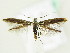  ( - BC ZSM Lep 61826)  @12 [ ] CreativeCommons - Attribution Non-Commercial Share-Alike (2015) Unspecified SNSB, Zoologische Staatssammlung Muenchen