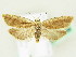  ( - BC ZSM Lep 61858)  @11 [ ] CreativeCommons - Attribution Non-Commercial Share-Alike (2015) Unspecified SNSB, Zoologische Staatssammlung Muenchen