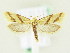 ( - BC ZSM Lep 61874)  @14 [ ] CreativeCommons - Attribution Non-Commercial Share-Alike (2015) Unspecified SNSB, Zoologische Staatssammlung Muenchen