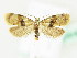  ( - BC ZSM Lep 61890)  @14 [ ] CreativeCommons - Attribution Non-Commercial Share-Alike (2015) Unspecified SNSB, Zoologische Staatssammlung Muenchen