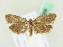  ( - BC ZSM Lep 61898)  @14 [ ] CreativeCommons - Attribution Non-Commercial Share-Alike (2015) Unspecified SNSB, Zoologische Staatssammlung Muenchen