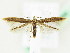  (Coleophora sternipennella - BC ZSM Lep 61940)  @15 [ ] CreativeCommons - Attribution Non-Commercial Share-Alike (2015) Unspecified SNSB, Zoologische Staatssammlung Muenchen