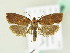  ( - BC ZSM Lep 61956)  @14 [ ] CreativeCommons - Attribution Non-Commercial Share-Alike (2015) Unspecified SNSB, Zoologische Staatssammlung Muenchen