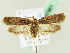  ( - BC ZSM Lep 61961)  @14 [ ] CreativeCommons - Attribution Non-Commercial Share-Alike (2015) Unspecified SNSB, Zoologische Staatssammlung Muenchen