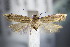 ( - BC ZSM Lep 63813)  @13 [ ] CreativeCommons - Attribution Non-Commercial Share-Alike (2015) Unspecified SNSB, Zoologische Staatssammlung Muenchen
