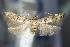 ( - BC ZSM Lep 63861)  @13 [ ] CreativeCommons - Attribution Non-Commercial Share-Alike (2015) Unspecified SNSB, Zoologische Staatssammlung Muenchen