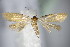  (Phaulernis laserinella - BC ZSM Lep 63902)  @13 [ ] CreativeCommons - Attribution Non-Commercial Share-Alike (2015) Unspecified SNSB, Zoologische Staatssammlung Muenchen