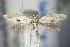  ( - BC ZSM Lep 63922)  @13 [ ] CreativeCommons - Attribution Non-Commercial Share-Alike (2015) Unspecified SNSB, Zoologische Staatssammlung Muenchen