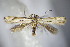  ( - BC ZSM Lep 63929)  @13 [ ] CreativeCommons - Attribution Non-Commercial Share-Alike (2015) Unspecified SNSB, Zoologische Staatssammlung Muenchen