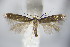  (Coptotriche angusticollella - BC ZSM Lep 63947)  @14 [ ] CreativeCommons - Attribution Non-Commercial Share-Alike (2015) Unspecified SNSB, Zoologische Staatssammlung Muenchen
