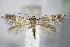  ( - BC ZSM Lep 63954)  @14 [ ] CreativeCommons - Attribution Non-Commercial Share-Alike (2015) Unspecified SNSB, Zoologische Staatssammlung Muenchen