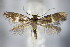  ( - BC ZSM Lep 63955)  @14 [ ] CreativeCommons - Attribution Non-Commercial Share-Alike (2015) Unspecified SNSB, Zoologische Staatssammlung Muenchen