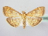  ( - BC ZSM Lep 63992)  @14 [ ] Unspecified (default): All Rights Reserved  Unspecified Unspecified