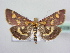 ( - BC ZSM Lep 64006)  @13 [ ] Unspecified (default): All Rights Reserved  Unspecified Unspecified