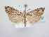  ( - BC ZSM Lep 64037)  @13 [ ] Unspecified (default): All Rights Reserved  Unspecified Unspecified