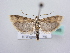  ( - BC ZSM Lep 64085)  @12 [ ] Unspecified (default): All Rights Reserved  Unspecified Unspecified