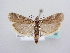  ( - BC ZSM Lep 64088)  @14 [ ] Unspecified (default): All Rights Reserved  Unspecified Unspecified